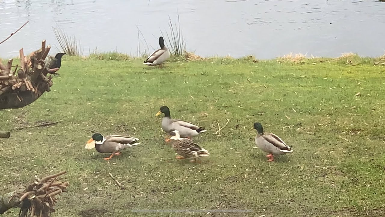 Duck not sharing bread