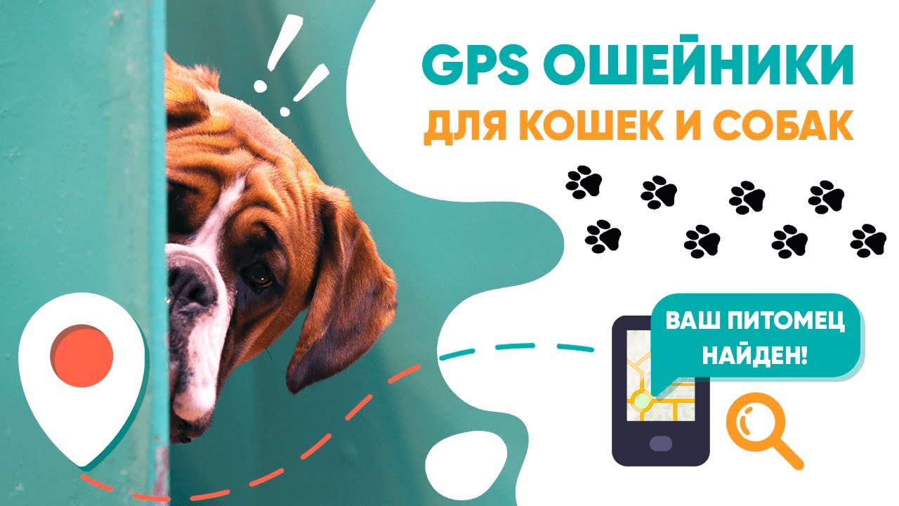 Обзор и тест GPS ошейников для кошек и собак! | Amazin.su