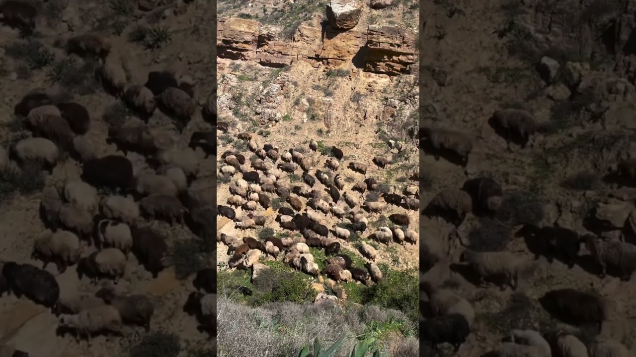 Sheep vs Mountain 🗻 Nature&rsquo;s 🐑 Most Insane Climb!&rdquo;#sheep #animals #nature