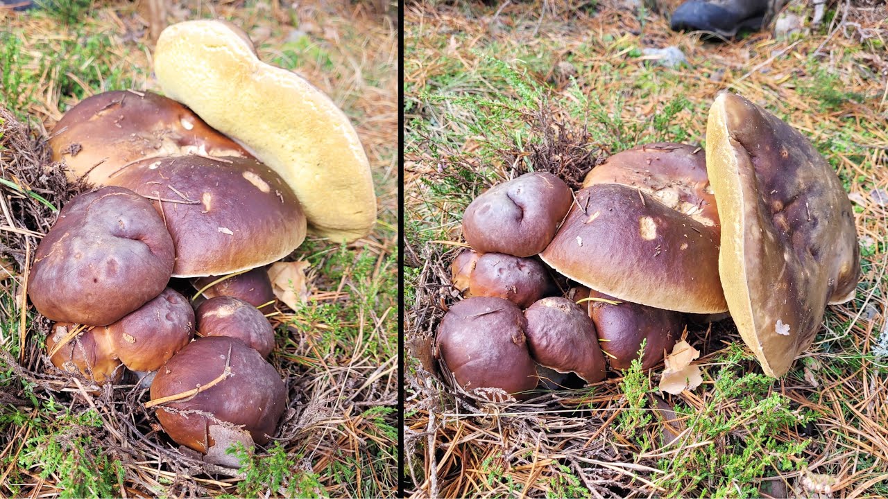 Izugarrizko onddo brotea (BOLETUS EDULIS, 2023 - Iraila) (HDR)