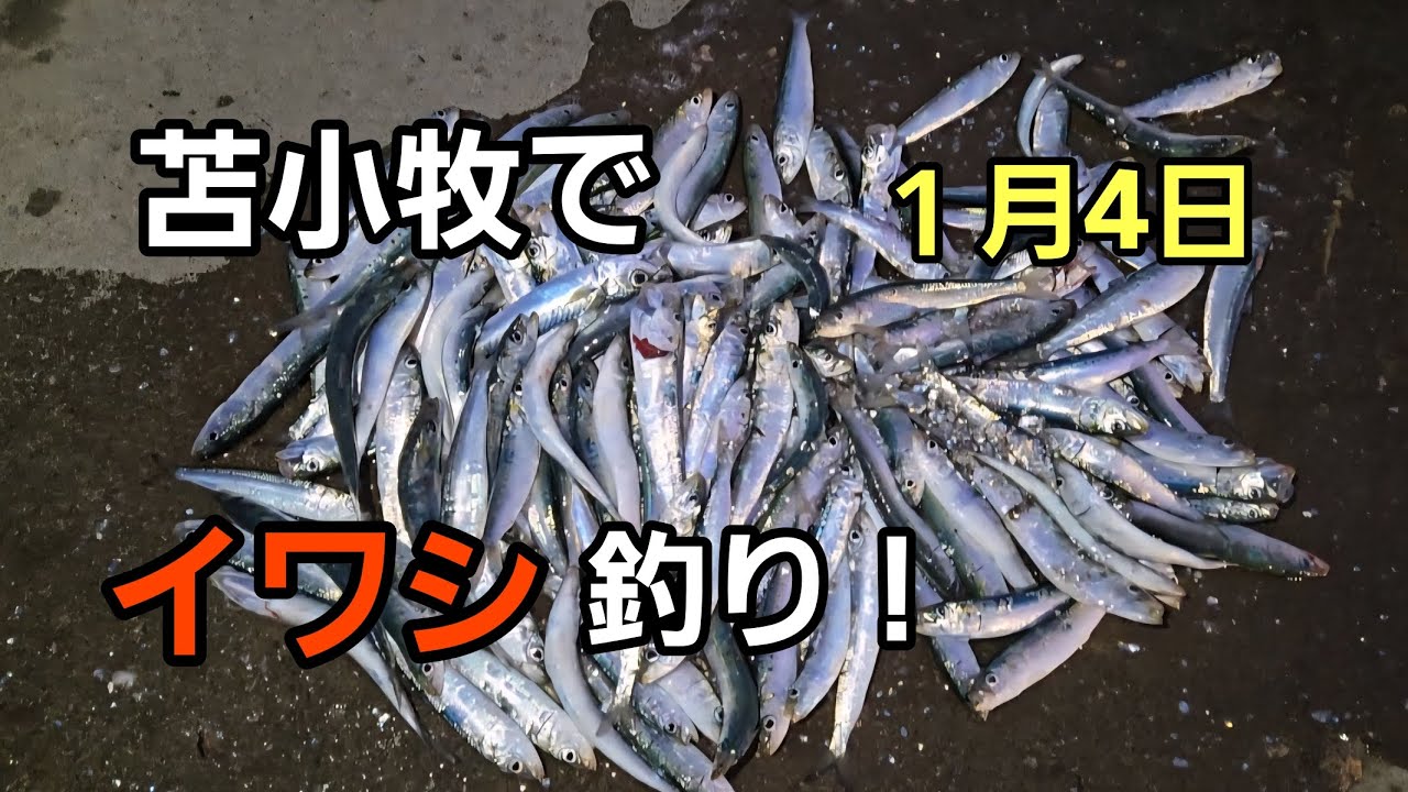 苫小牧でイワシ釣り！
