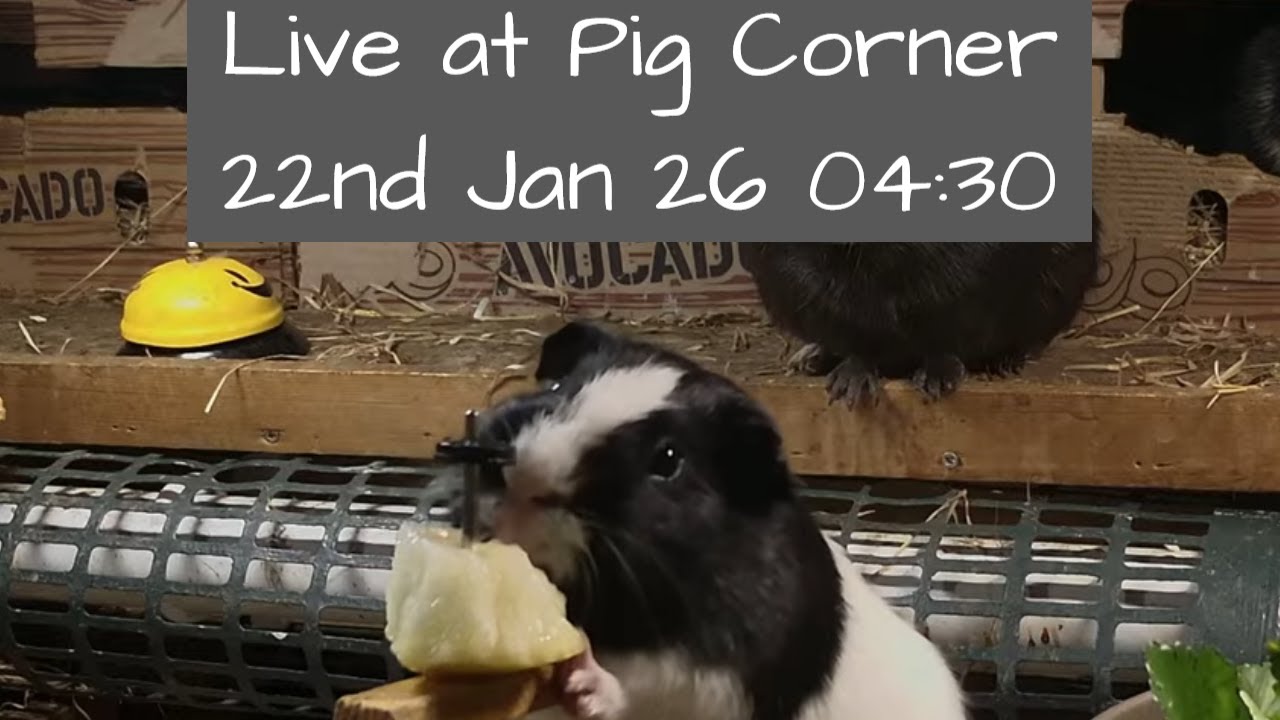 The House at Pig Corner Live 22nd January 04:30