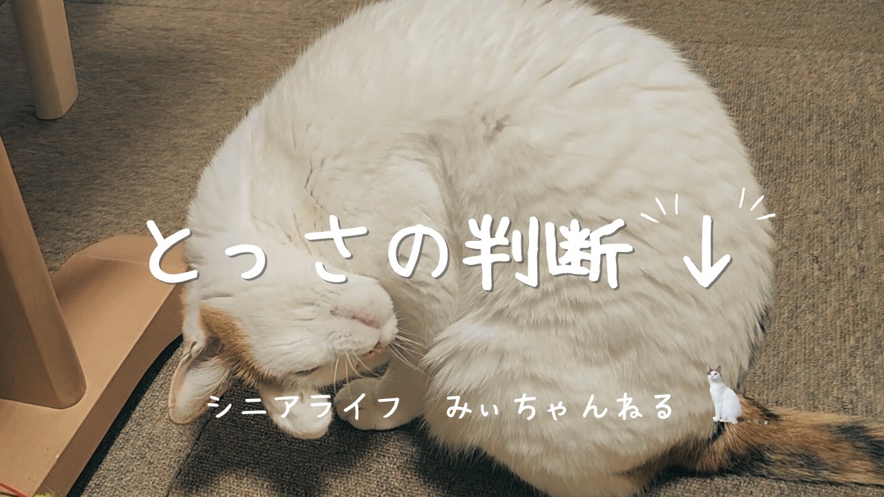 【Vlog】60代 判断力の低下にショック！/大根もち改善策/まったり晩ごはん/ネコ/