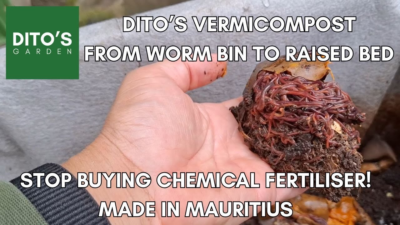 DITO'S GARDEN Worm Castings Harvest, Raised Bed Prep, Top Dressing with Vermicompost