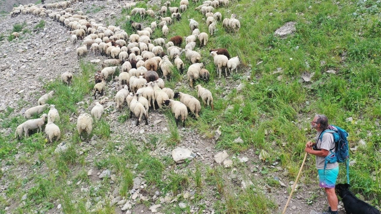 Métier de Berger en Montagne🐏 | Traverser de 1000 Brebis | Episode 3 | Vlog Seb-Agri
