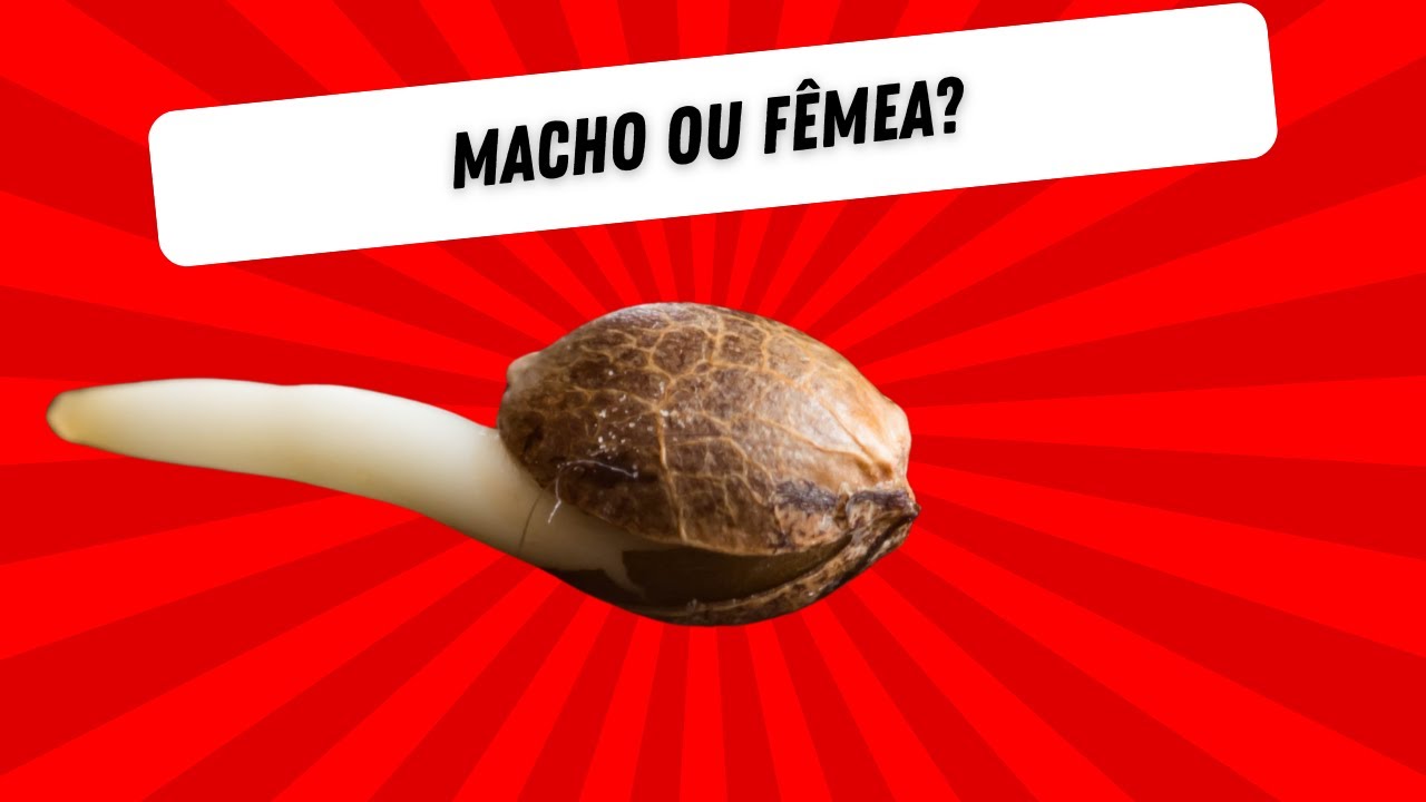 Semente de prensado vai ser macho ou f&ecirc;mea?