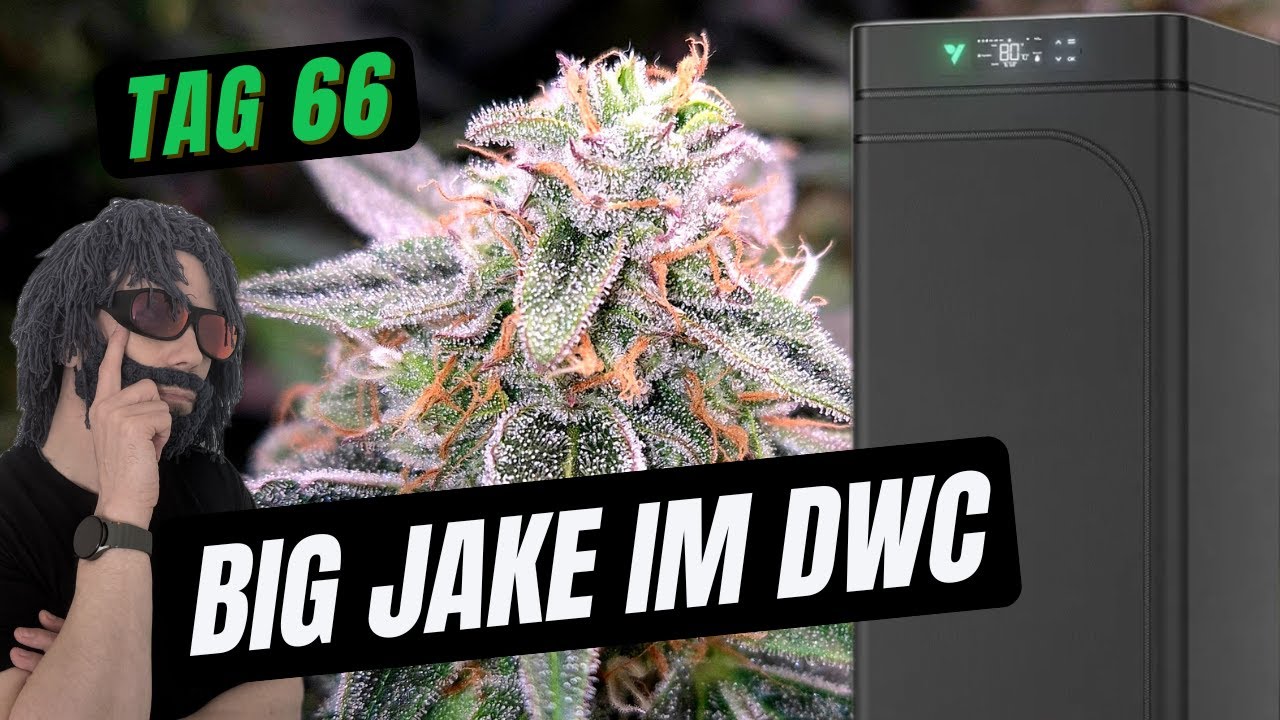 Ist das die perfekte CanG Growbox? | Big Jake Autoflower DWC Grow