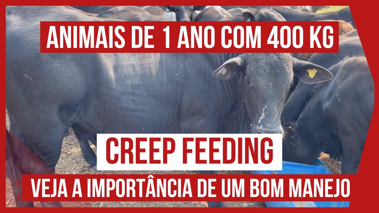 CREEP FEEDING para BEZERROS de BOVINOS DE CORTE no PASTEJO ROTACIONADO