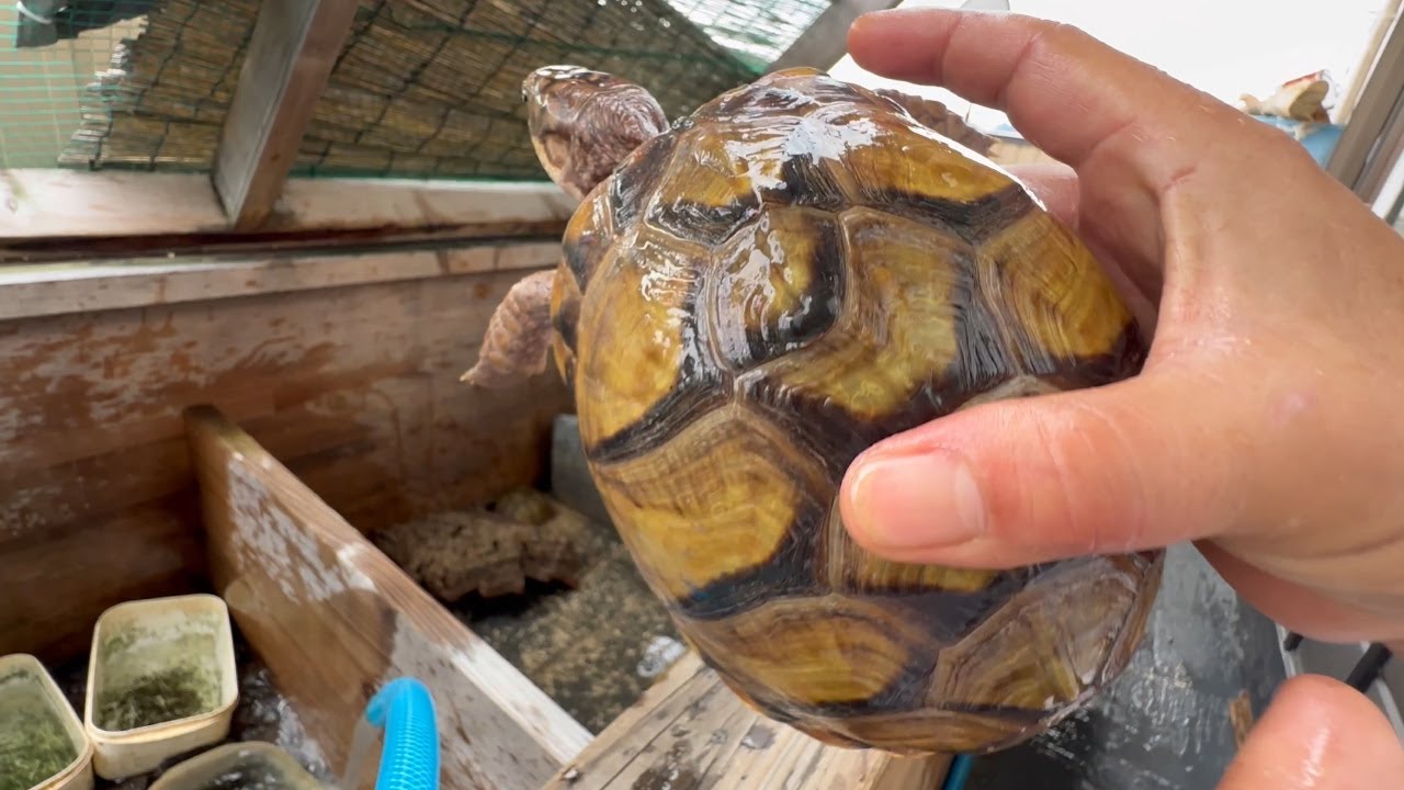 １００頭の亀を飼育するおじさんの毎日ルーティーン
