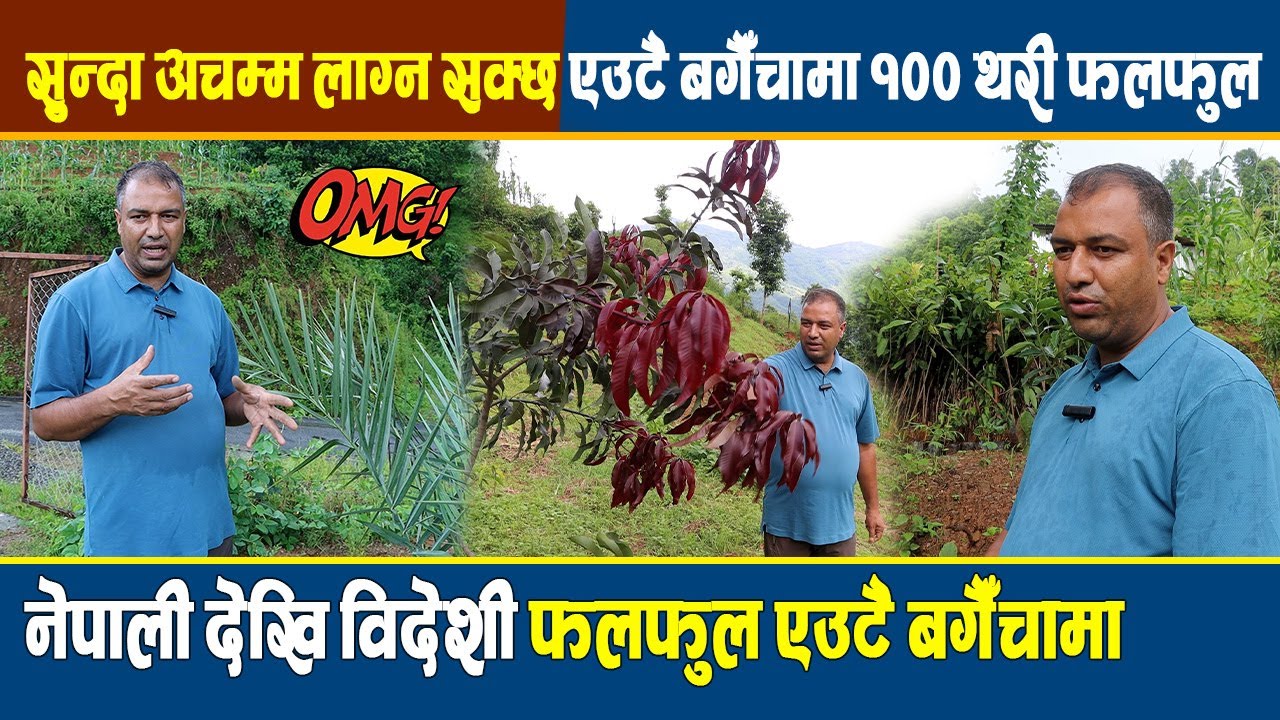 सुन्दा अचम्म लाग्न सक्छ एउटै बगैँचामा १०० थरीका फलफुल, नेपाली देखि विदेशी फलफुल एउटै बगैँचामा