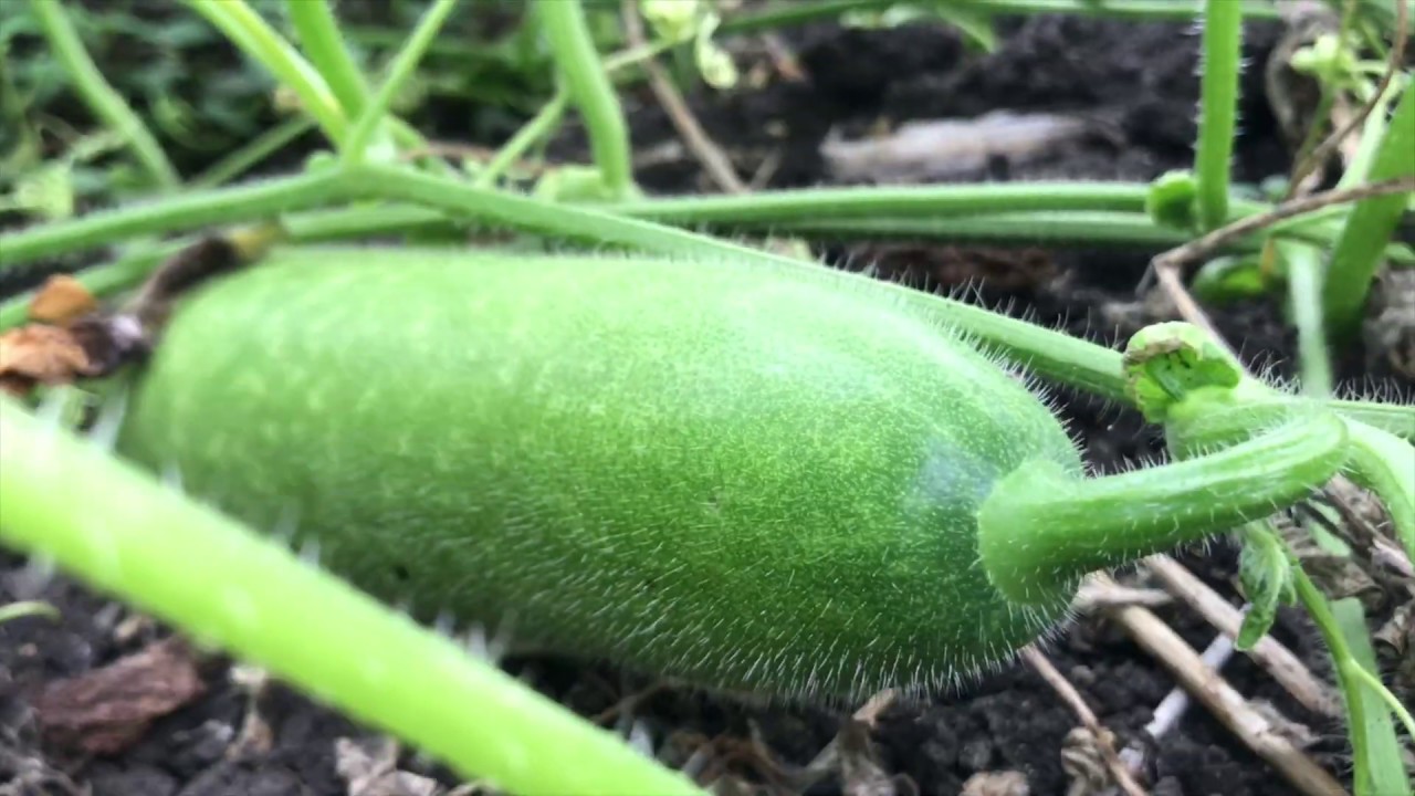 Winter melon growing technology