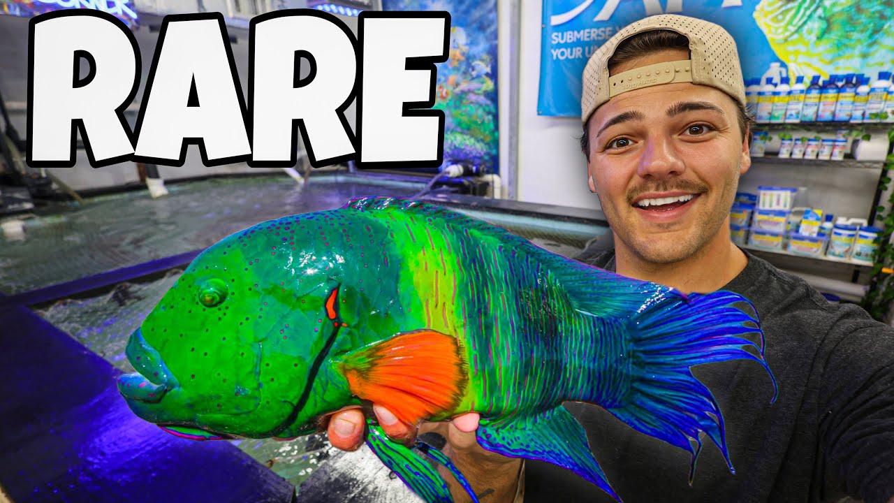 Buying EXOTIC FISH for My Saltwater POND!!