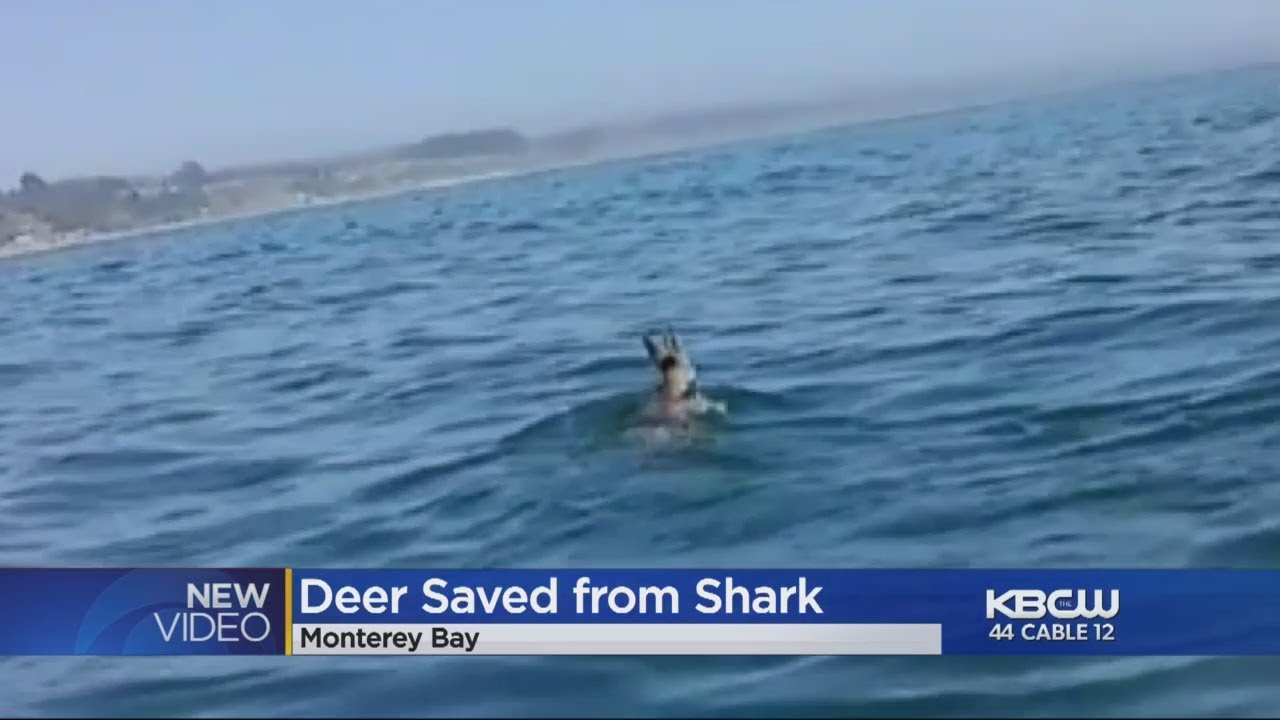 Deer Stranded At Sea Narrowly Escapes A Shark In Monterey Bay