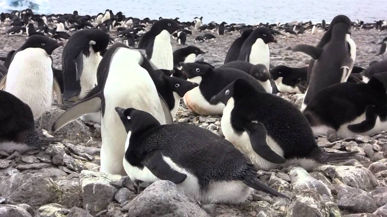 Adelie Penguins of Paulet Island, Antarctica