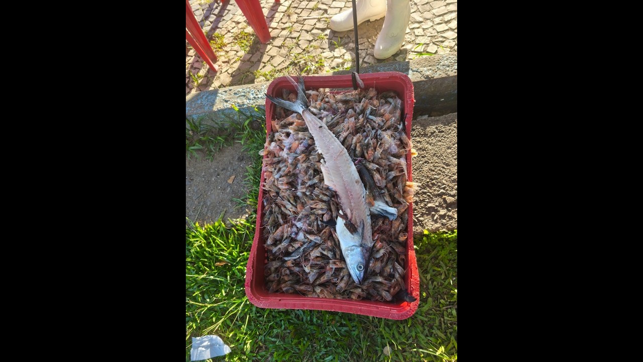 TRATADO  DA IMAGINAÇÃO XI