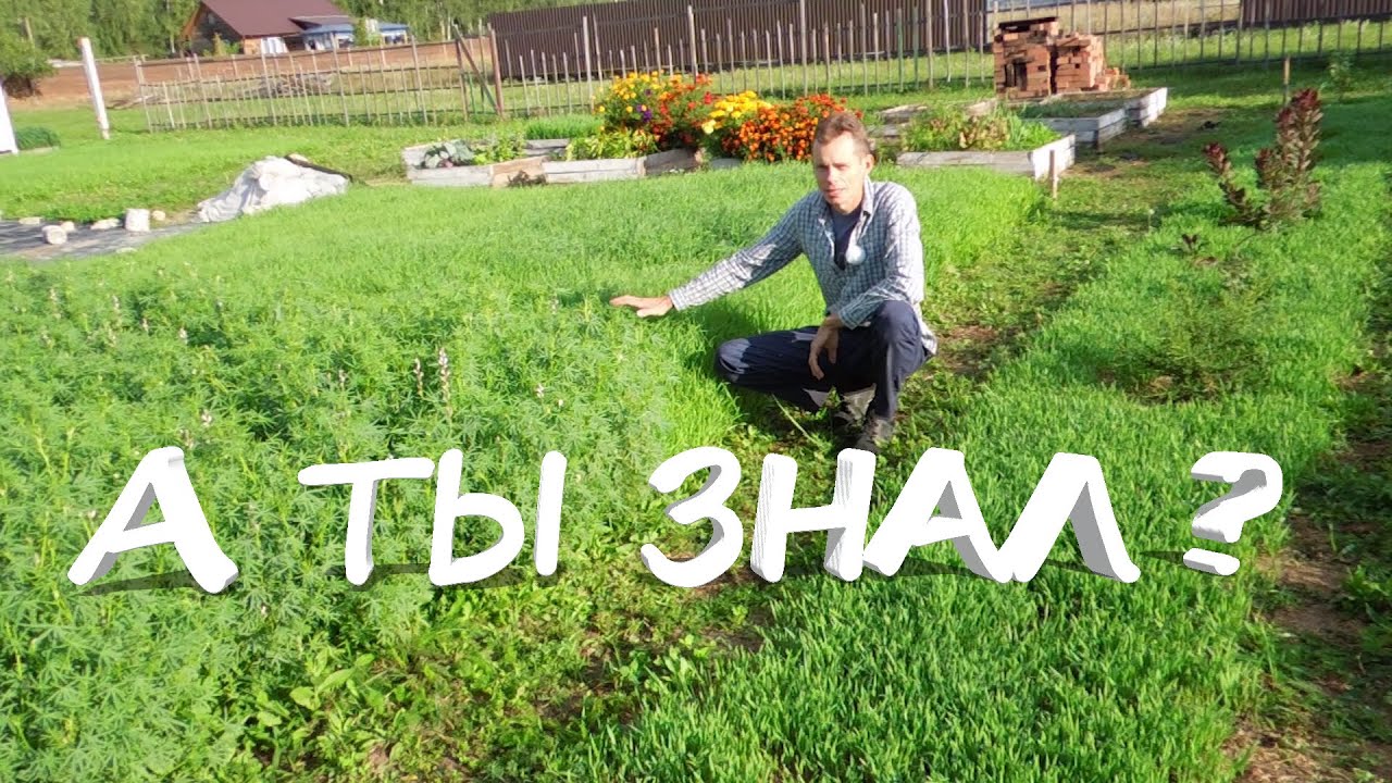 Удаляем сорняки и дерн с помощью семян ОВСА и нанотехнологии