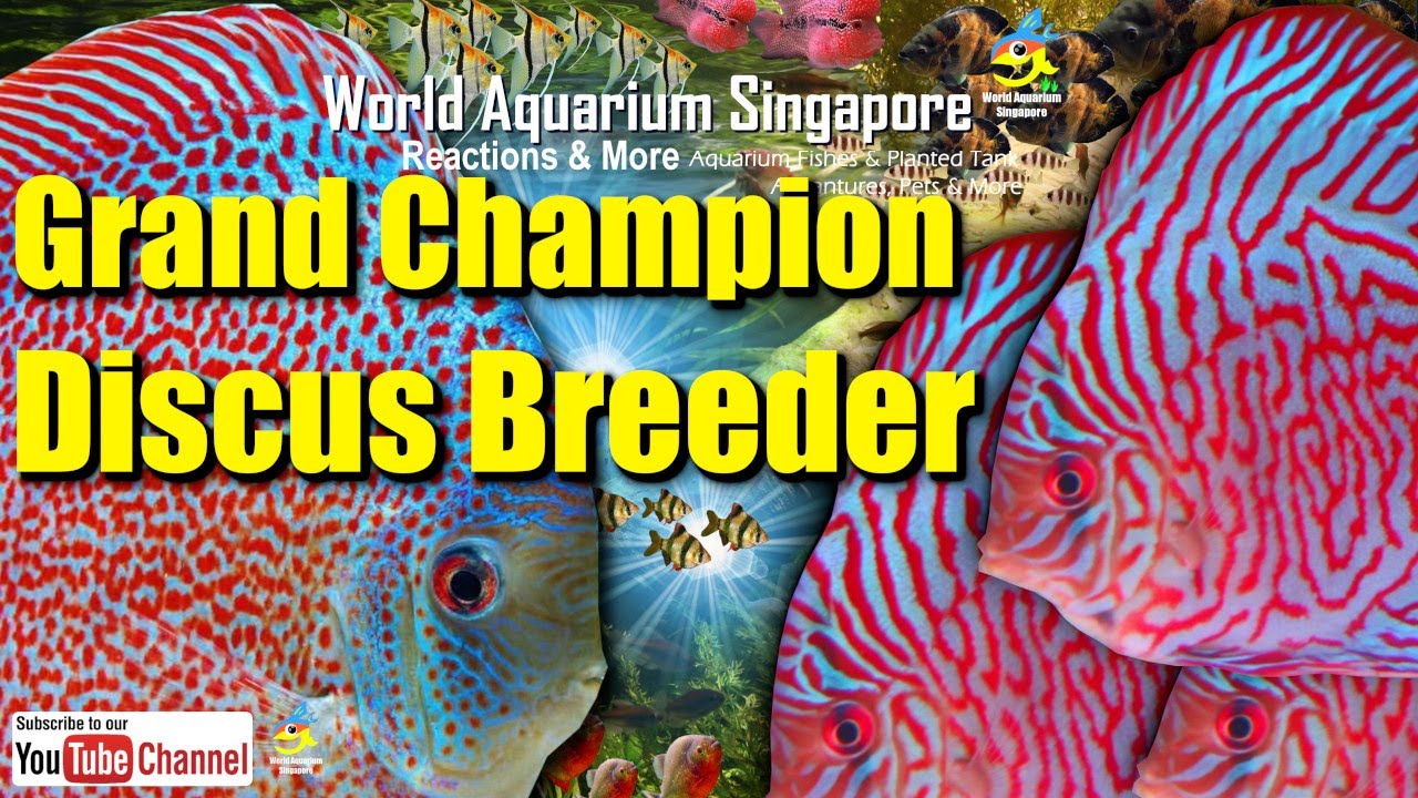 Grand Champion Discus Fish Breeder - Chai Discus Fish Farm