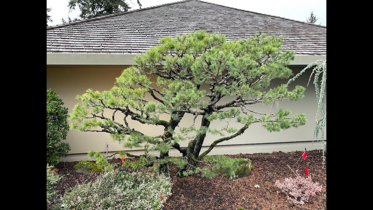 Pruning Coast Pines in the Japanese Sukashi Style