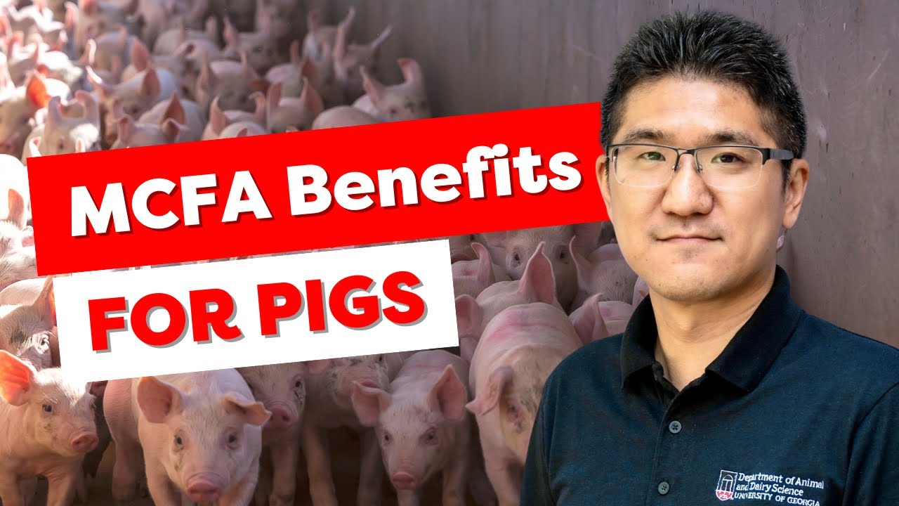 Optimizing Nursery Pig Diets - Dr. Young Dal Jang