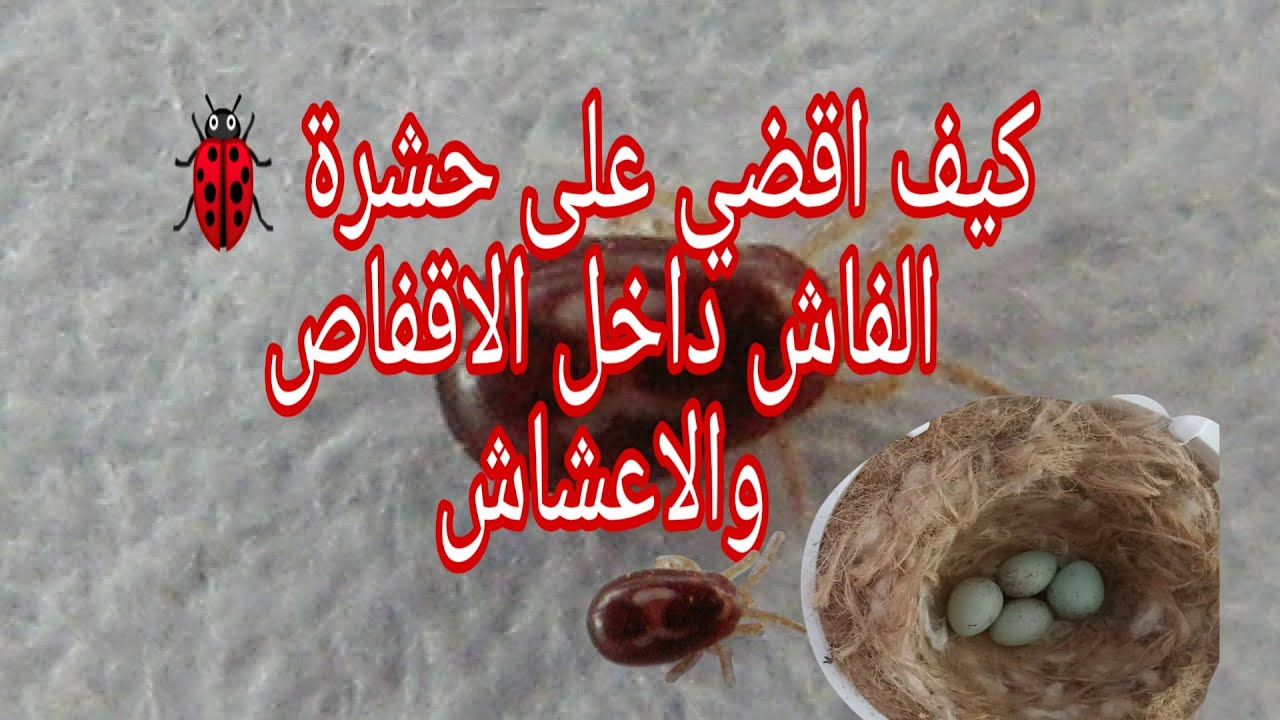 افضل طريقة للقضاء على الفاش او القمل داخل الاقفاص واعشاش طيور الزينة