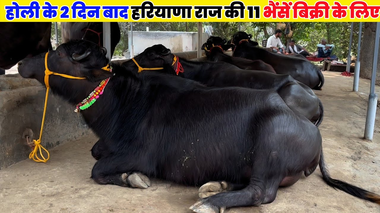 होली के 2 दिन बाद हरियाणा राज की 11 भैंसें बिक्री के लिए | Ankesh Dairy Farm प्रयागराज