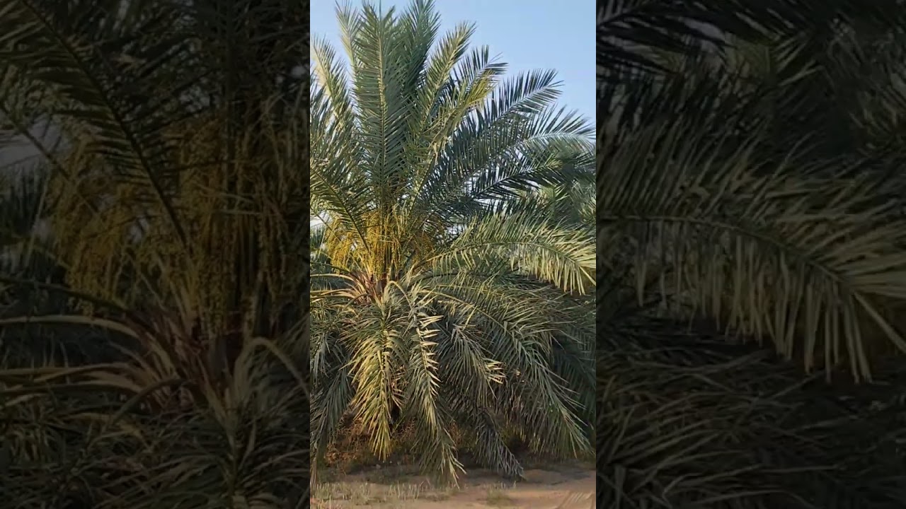 تحجيل وقص ثمار النخيل