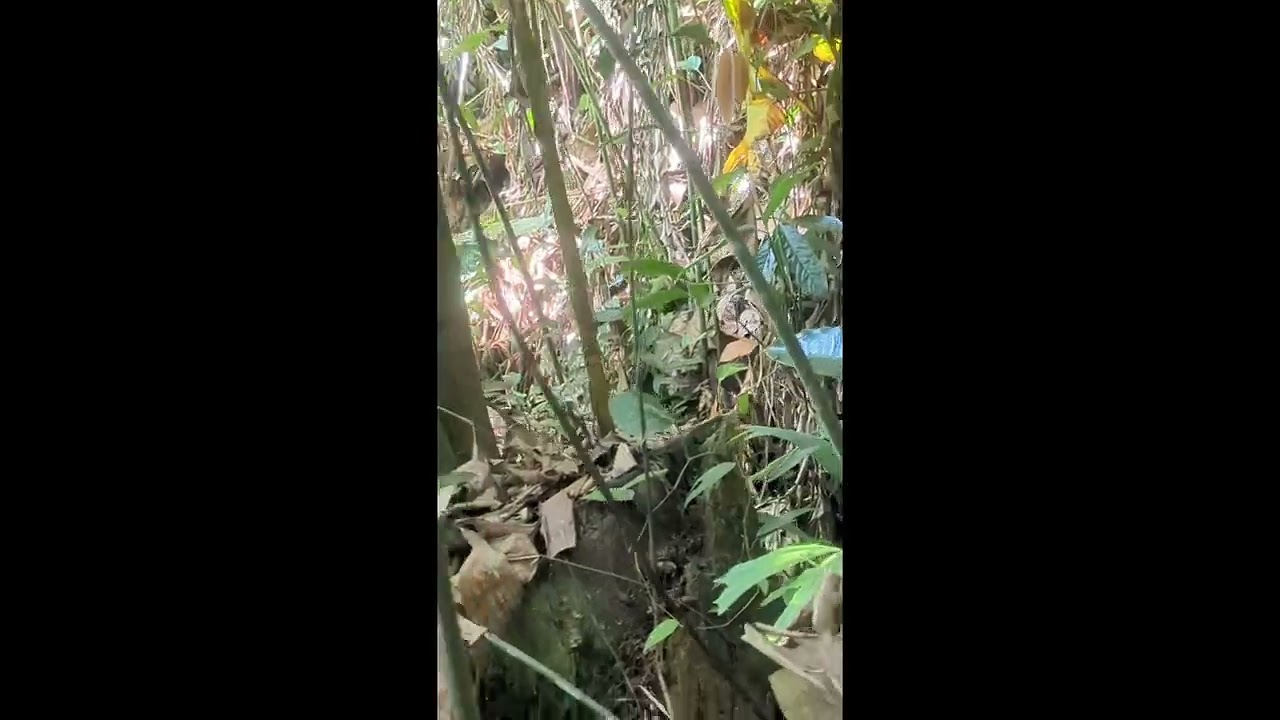 Cara cari lauk,jika bermalam d kbun 👍👍