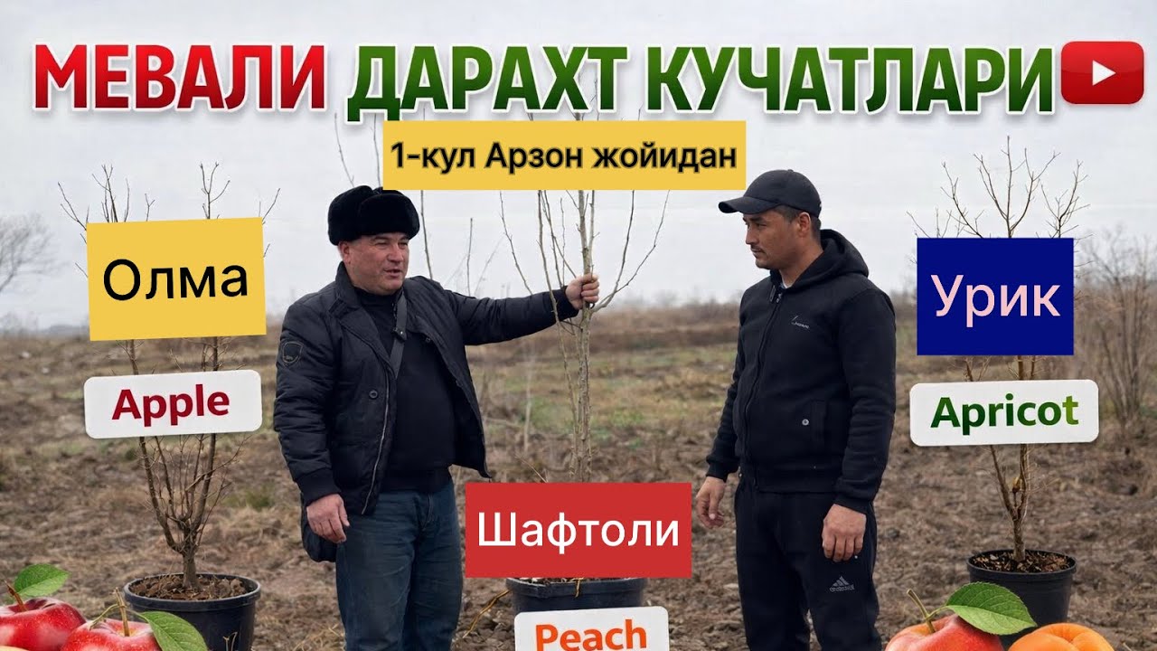 Дехкондан мевали дарахт кучатлар! 975878949☎️ 908684500☎️