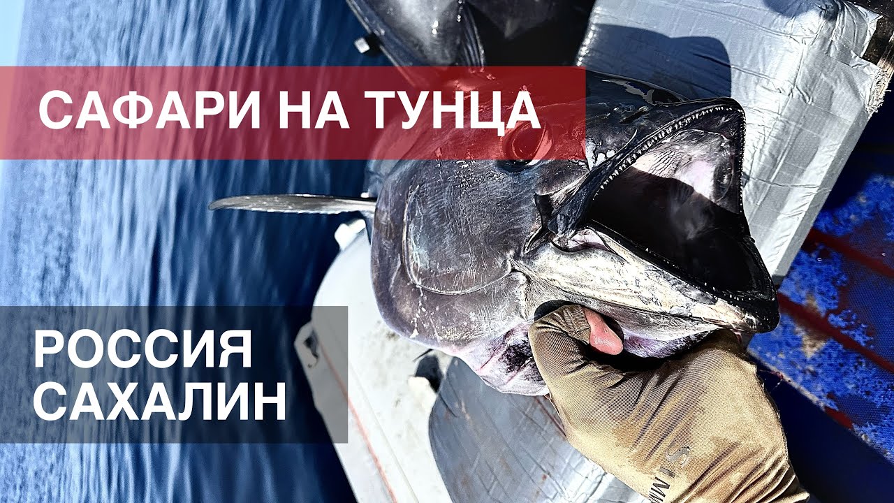 Погоня за тунцом. Сахалин 2023