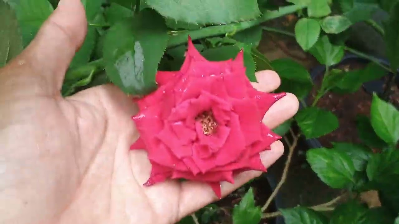 Algumas flores do meu quintal 🌺🌹