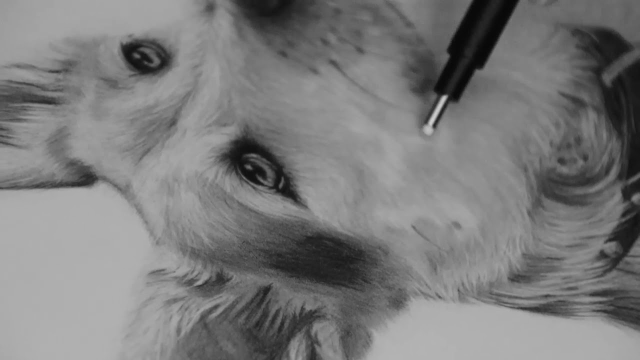 The Making of Eddie - Graphite pet portrait drawing process