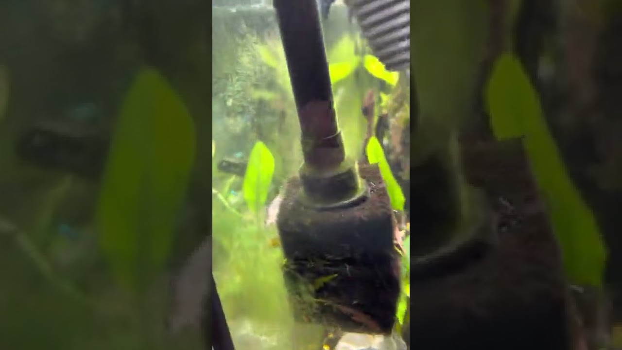 Fluval 307