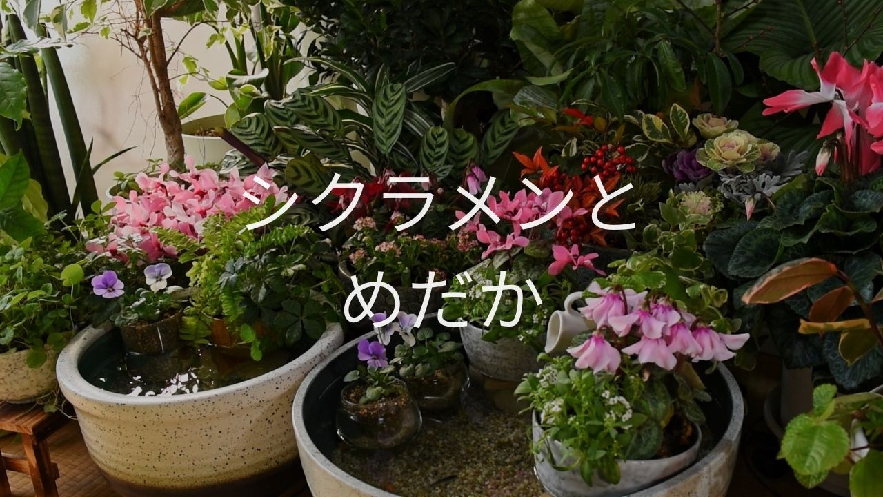 和室のシクラメンとめだか達