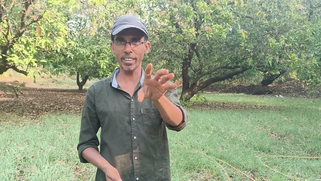 દવા છંટકાવ (spray medicine ) in #mango #hindi #gujrati  #mix #video  