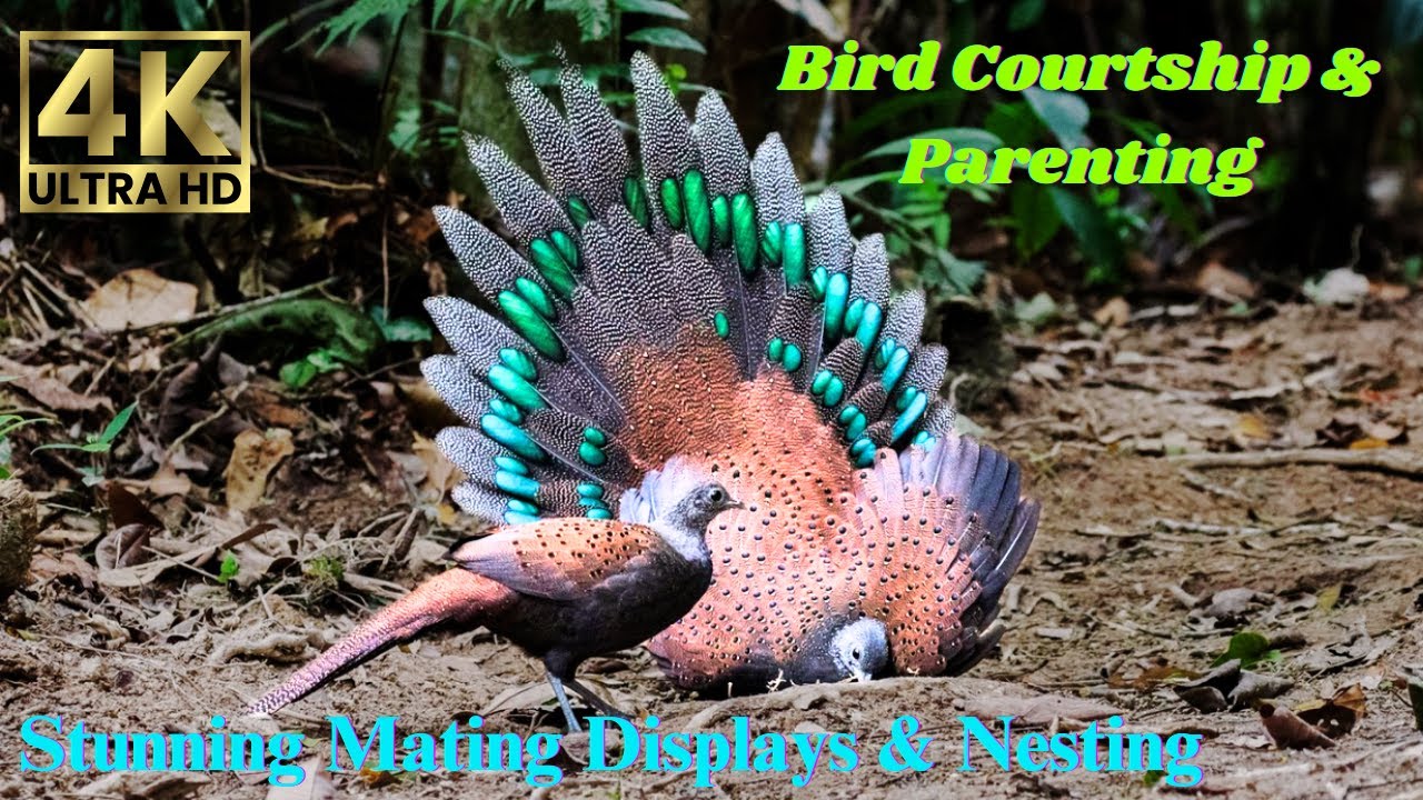 Bird Mating and Parenting: Captivating Courtship Displays, Nesting, and Parenting in the Wild 4K