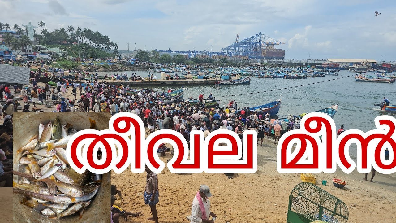 Vizhinjam Fishing Harbour തീവല മീൻ 😱 youtubevideo @anilsworldclick thiruvananthapuram