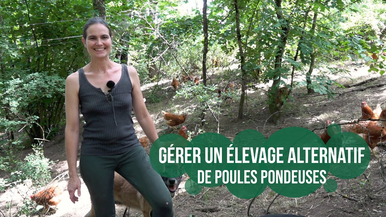 Paroles d'éleveurs : Gérer un élevage alternatif de poules pondeuses