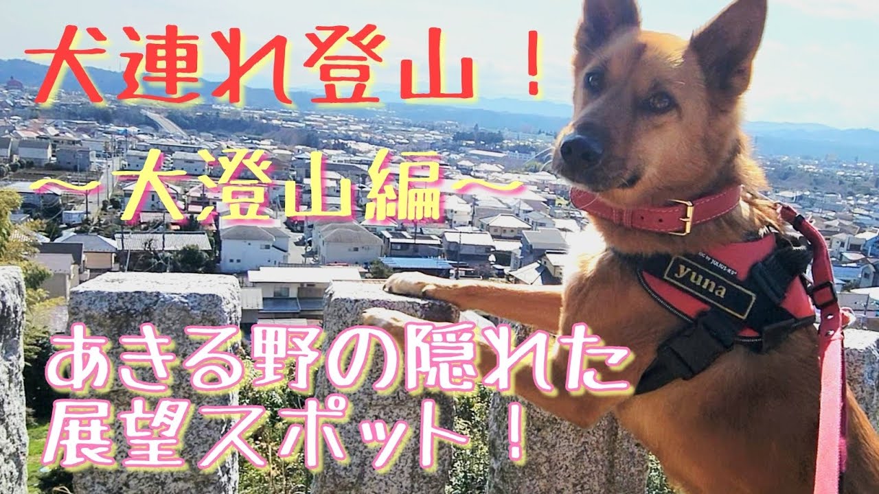 【犬連れ登山！】大澄山編。あきる野の隠れた展望スポット！