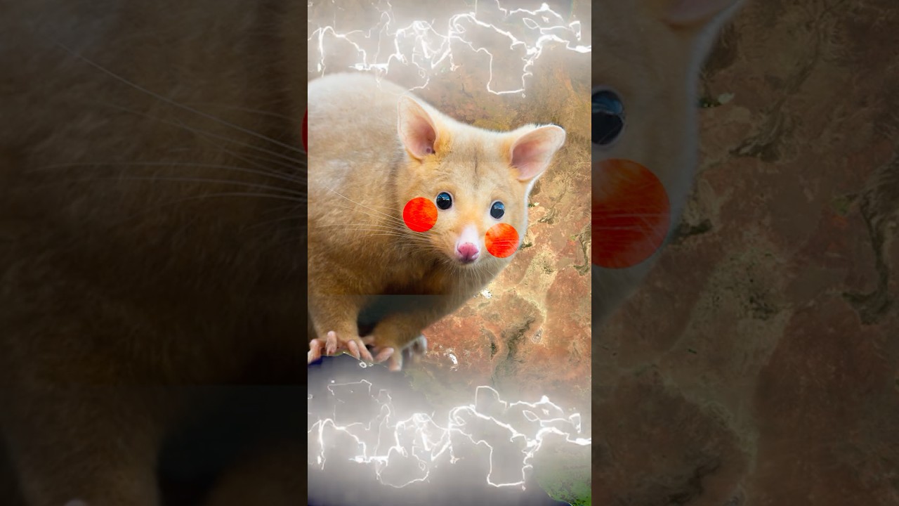 Australia has a straight up POKEMON