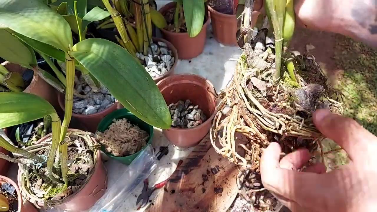 COMO PLANTAR CATTLEYAS EM TRONCOS!!!