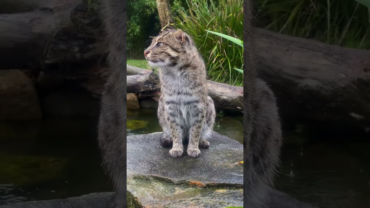 The angler cat, the speckled cat, or the wyvern cat.&nbsp;