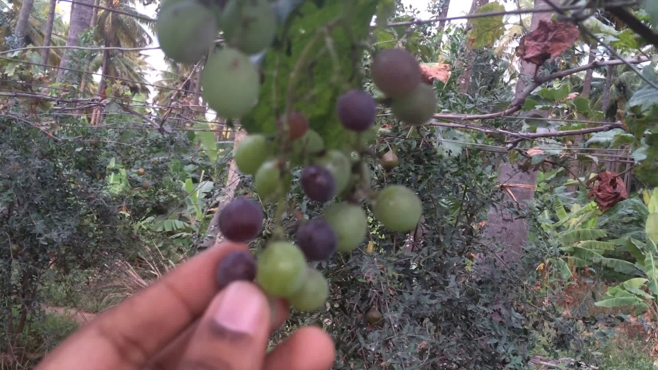 Exploring A Kerala Grape Plantation in a Kerala Village backwater Tour