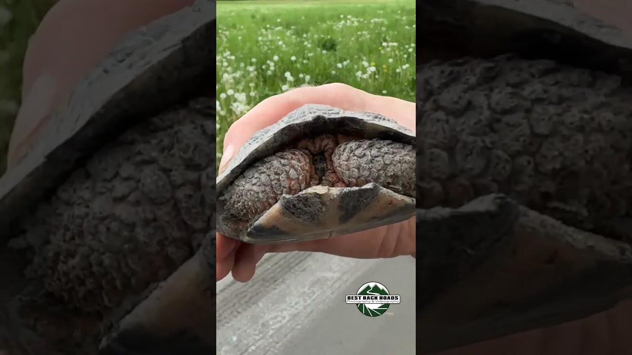 Third Wood Turtle Vert #adventurephotography #bestbackroads #woodturtle #turtle  #animal #nature