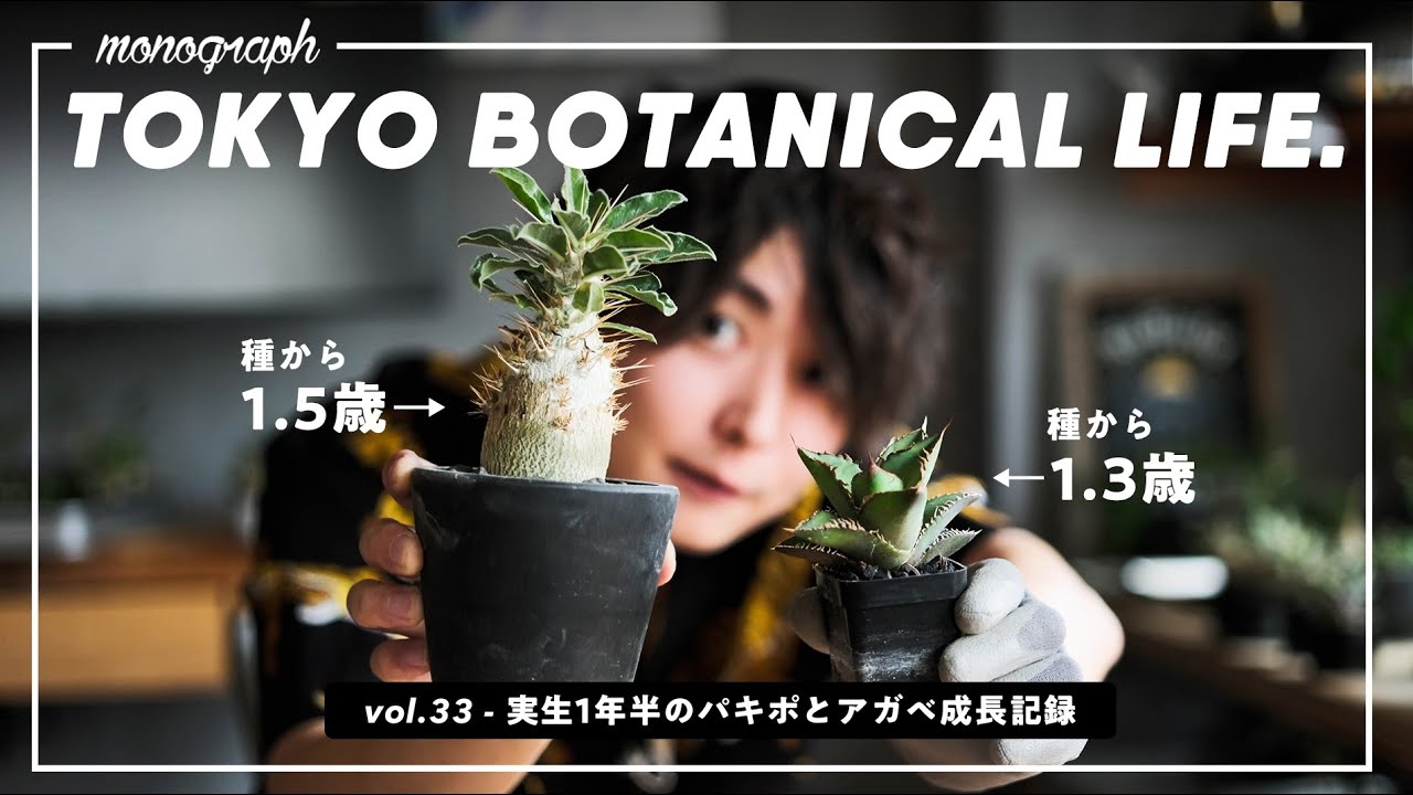 種からLEDだけで育てたパキポディウムとアガベが1年半で驚きの姿に…【TBL33】
