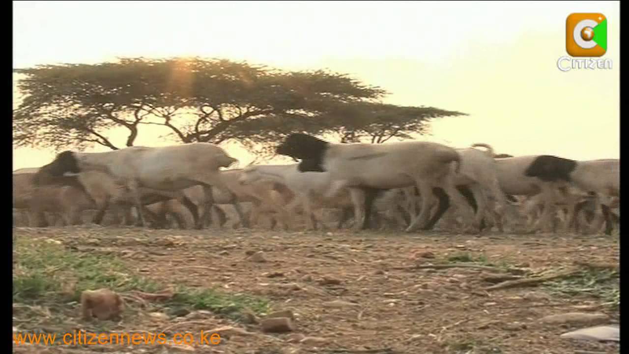 Killings in Samburu