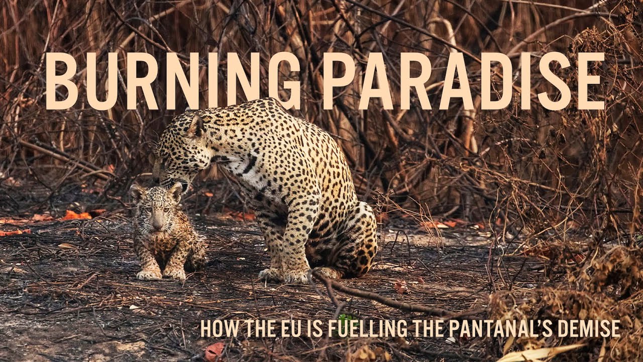 BURNING PARADISE: How the EU is fuelling the Pantanal's demise