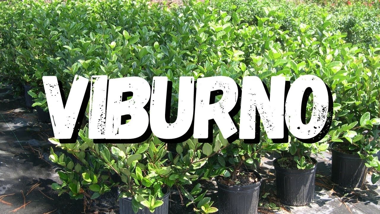 Viburno: Saiba Tudo Sobre Essa Planta