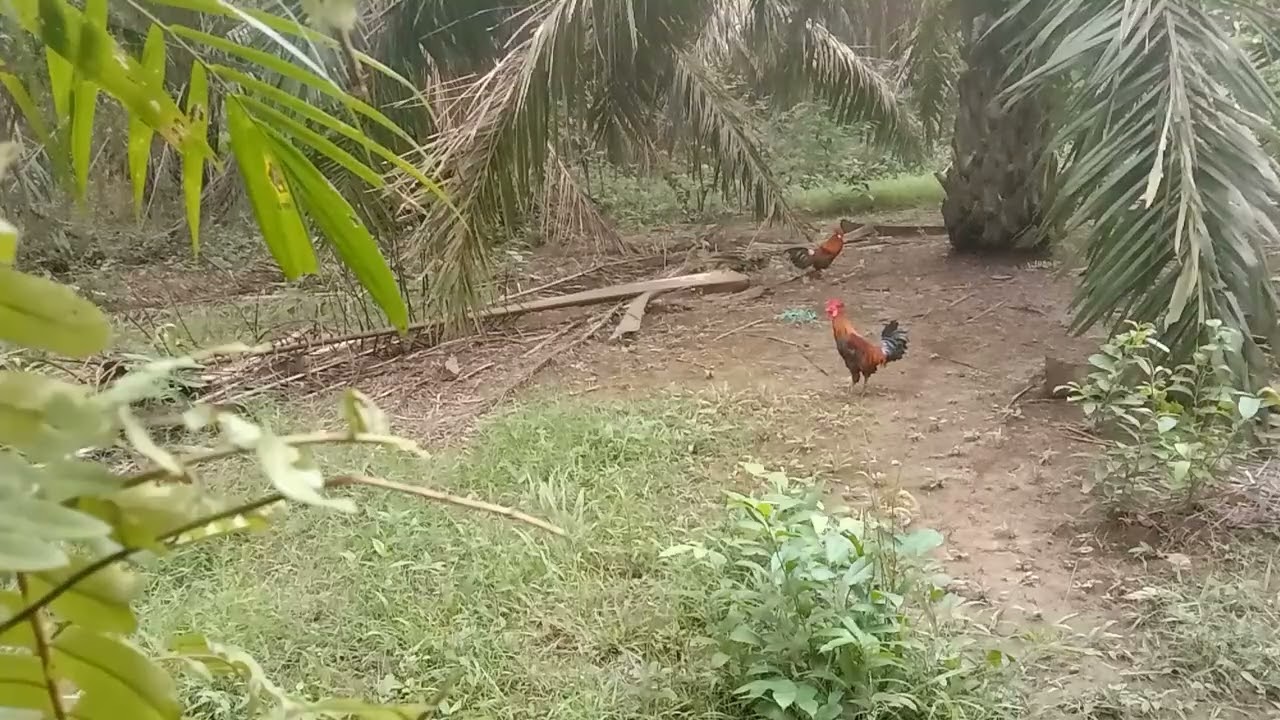 Aksi c lalak nak tambah point gagal.. hutan terlampau celir laga tak nak bergumpal ... biserrrr