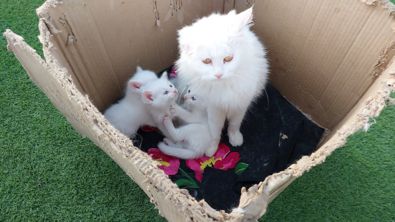 kittens grooming each other