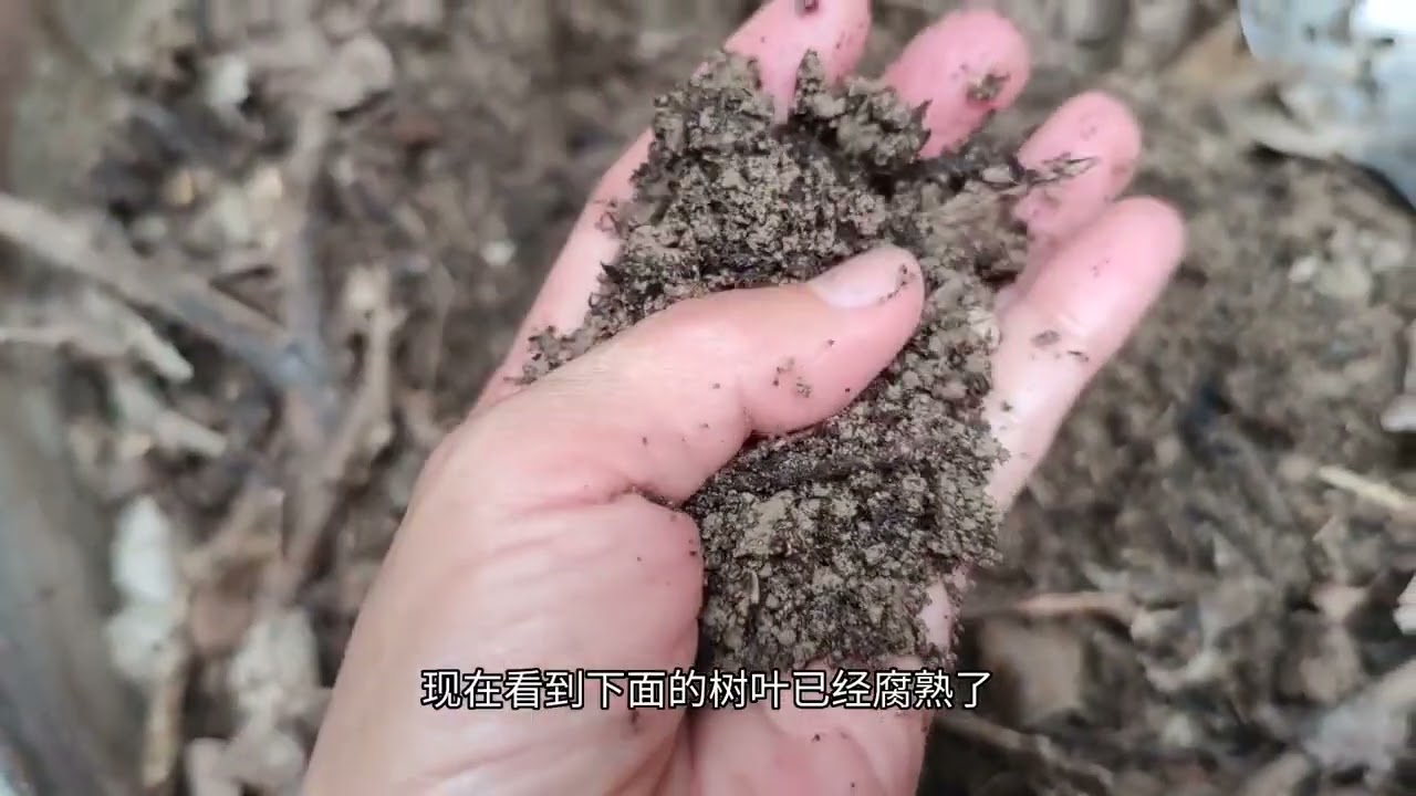 为啥会不用椰糠和珍珠岩？因为有这些免费的东西可以代替它们